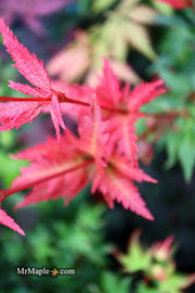 - Acer palmatum 'Beni hagoromo' Japanese Maple - Mr Maple │ Buy Japanese Maple Trees