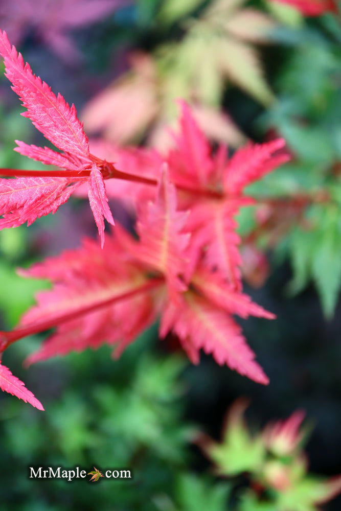- Acer palmatum 'Beni hagoromo' Japanese Maple - Mr Maple │ Buy Japanese Maple Trees