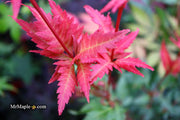 - Acer palmatum 'Beni hagoromo' Japanese Maple - Mr Maple │ Buy Japanese Maple Trees