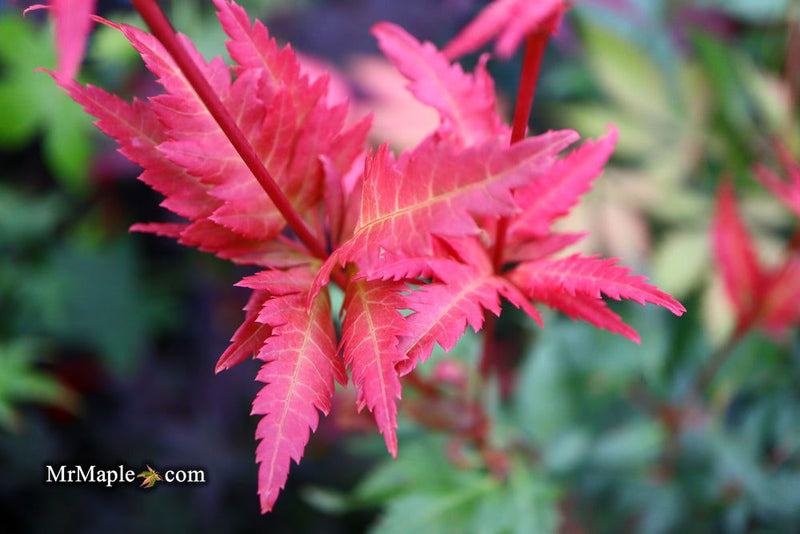 - Acer palmatum 'Beni hagoromo' Japanese Maple - Mr Maple │ Buy Japanese Maple Trees