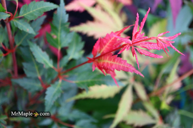 - Acer palmatum 'Beni hagoromo' Japanese Maple - Mr Maple │ Buy Japanese Maple Trees
