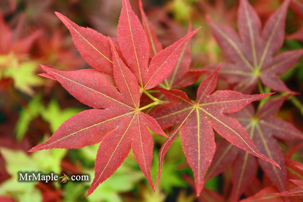 - Acer palmatum 'Beni hoshi' Ruby Stars Japanese Maple - Mr Maple │ Buy Japanese Maple Trees