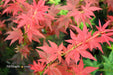 - Acer palmatum 'Beni hoshi' Ruby Stars Japanese Maple - Mr Maple │ Buy Japanese Maple Trees