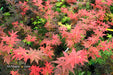 - Acer palmatum 'Beni hoshi' Ruby Stars Japanese Maple - Mr Maple │ Buy Japanese Maple Trees