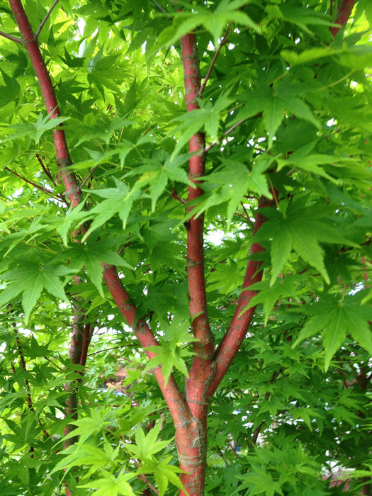 - Acer palmatum 'Beni kawa' Coral Bark Japanese Maple - Mr Maple │ Buy Japanese Maple Trees