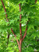 - Acer palmatum 'Beni kawa' Coral Bark Japanese Maple - Mr Maple │ Buy Japanese Maple Trees