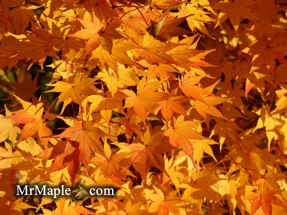 - Acer palmatum 'Beni kawa' Coral Bark Japanese Maple - Mr Maple │ Buy Japanese Maple Trees