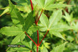 - Acer palmatum 'Beni kawa' Coral Bark Japanese Maple - Mr Maple │ Buy Japanese Maple Trees