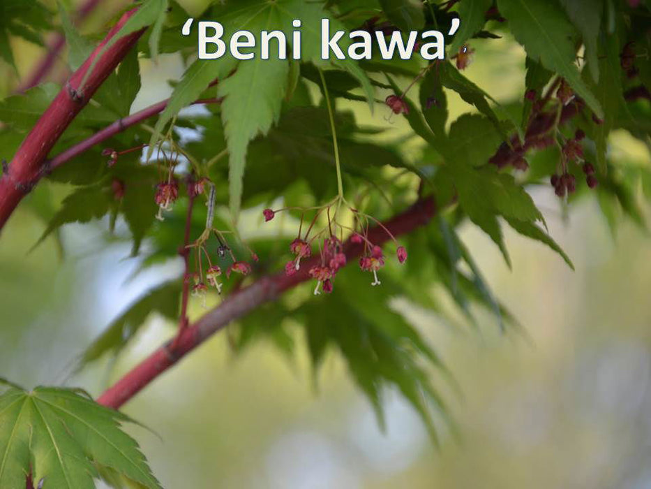 - Acer palmatum 'Beni kawa' Coral Bark Japanese Maple - Mr Maple │ Buy Japanese Maple Trees