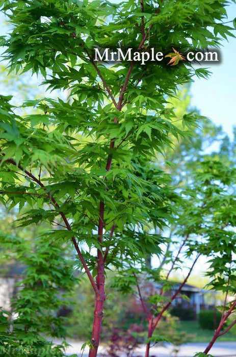 - Acer palmatum 'Beni kawa' Coral Bark Japanese Maple - Mr Maple │ Buy Japanese Maple Trees