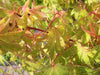 - Acer palmatum 'Beni kawa' Coral Bark Japanese Maple - Mr Maple │ Buy Japanese Maple Trees