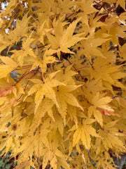 - Acer palmatum 'Beni kawa' Coral Bark Japanese Maple - Mr Maple │ Buy Japanese Maple Trees