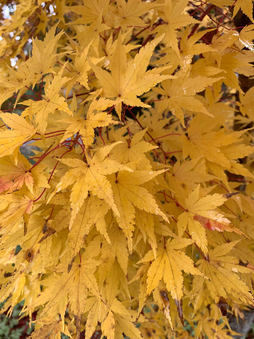 - Acer palmatum 'Beni kawa' Coral Bark Japanese Maple - Mr Maple │ Buy Japanese Maple Trees