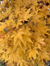 - Acer palmatum 'Beni kawa' Coral Bark Japanese Maple - Mr Maple │ Buy Japanese Maple Trees