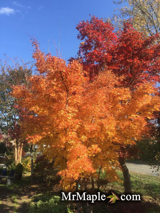 - Acer palmatum 'Beni kawa' Coral Bark Japanese Maple - Mr Maple │ Buy Japanese Maple Trees