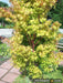 - Acer palmatum 'Beni kawa' Coral Bark Japanese Maple - Mr Maple │ Buy Japanese Maple Trees