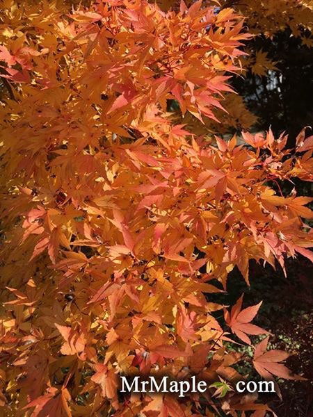 - Acer palmatum 'Beni kawa' Coral Bark Japanese Maple - Mr Maple │ Buy Japanese Maple Trees