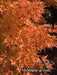 - Acer palmatum 'Beni kawa' Coral Bark Japanese Maple - Mr Maple │ Buy Japanese Maple Trees