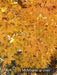 - Acer palmatum 'Beni kawa' Coral Bark Japanese Maple - Mr Maple │ Buy Japanese Maple Trees