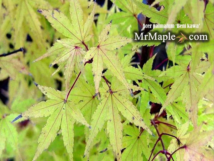 - Acer palmatum 'Beni kawa' Coral Bark Japanese Maple - Mr Maple │ Buy Japanese Maple Trees