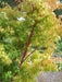 - Acer palmatum 'Beni kawa' Coral Bark Japanese Maple - Mr Maple │ Buy Japanese Maple Trees