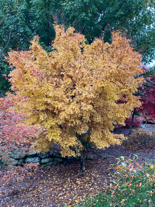 - Acer palmatum 'Beni kawa' Coral Bark Japanese Maple - Mr Maple │ Buy Japanese Maple Trees