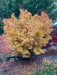 - Acer palmatum 'Beni kawa' Coral Bark Japanese Maple - Mr Maple │ Buy Japanese Maple Trees