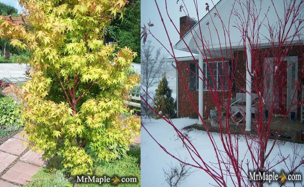 - Acer palmatum 'Beni kawa' Coral Bark Japanese Maple - Mr Maple │ Buy Japanese Maple Trees