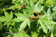 - Acer palmatum 'Beni kawa' Coral Bark Japanese Maple - Mr Maple │ Buy Japanese Maple Trees