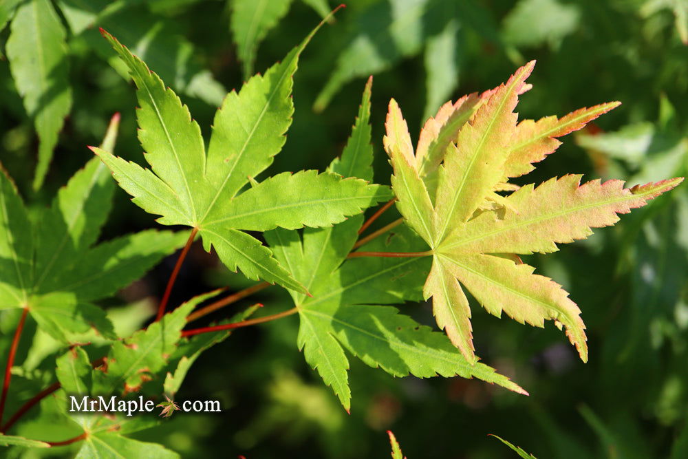 - Acer palmatum 'Beni kawa' Coral Bark Japanese Maple - Mr Maple │ Buy Japanese Maple Trees