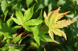 - Acer palmatum 'Beni kawa' Coral Bark Japanese Maple - Mr Maple │ Buy Japanese Maple Trees