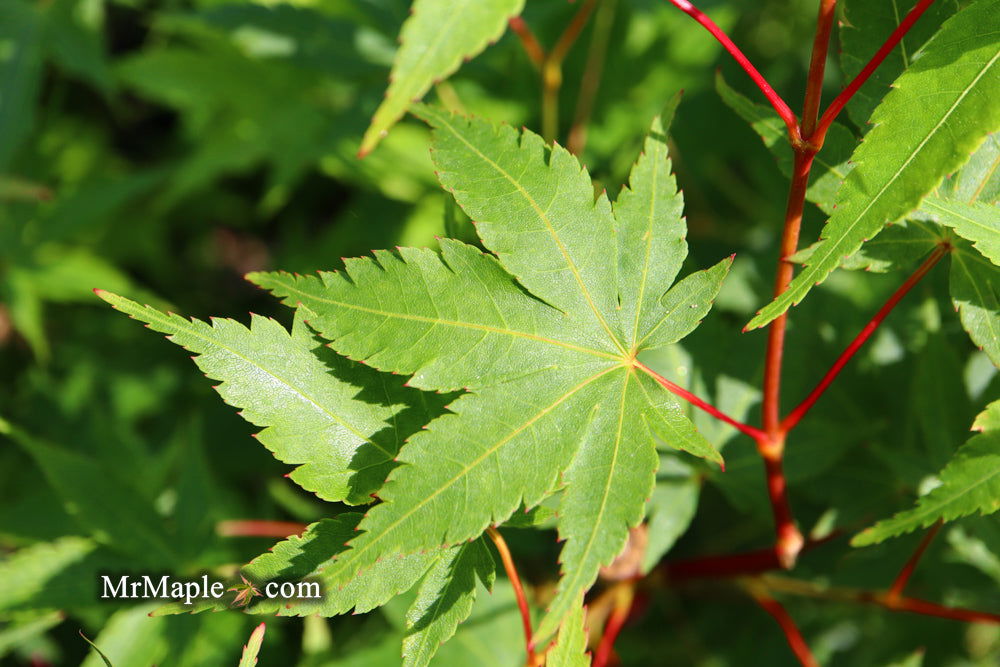 - Acer palmatum 'Beni kawa' Coral Bark Japanese Maple - Mr Maple │ Buy Japanese Maple Trees