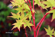 - Acer palmatum 'Beni kawa' Coral Bark Japanese Maple - Mr Maple │ Buy Japanese Maple Trees