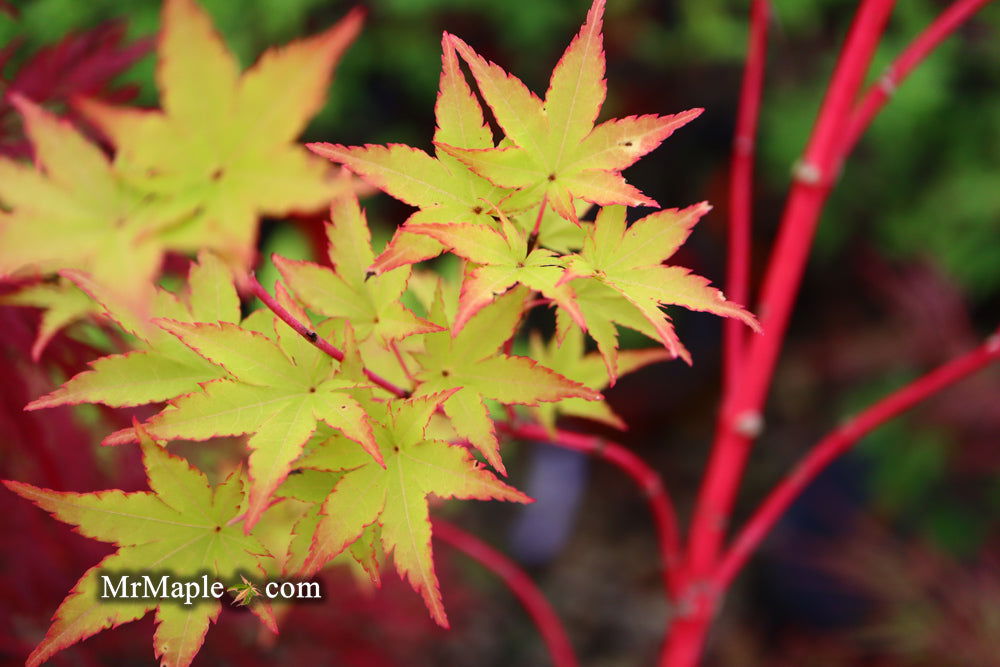 - Acer palmatum 'Beni kawa' Coral Bark Japanese Maple - Mr Maple │ Buy Japanese Maple Trees