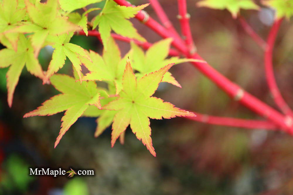 - Acer palmatum 'Beni kawa' Coral Bark Japanese Maple - Mr Maple │ Buy Japanese Maple Trees