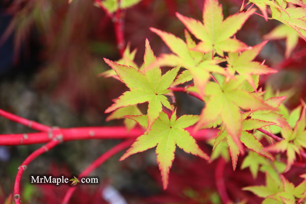 - Acer palmatum 'Beni kawa' Coral Bark Japanese Maple - Mr Maple │ Buy Japanese Maple Trees