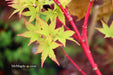 - Acer palmatum 'Beni kawa' Coral Bark Japanese Maple - Mr Maple │ Buy Japanese Maple Trees