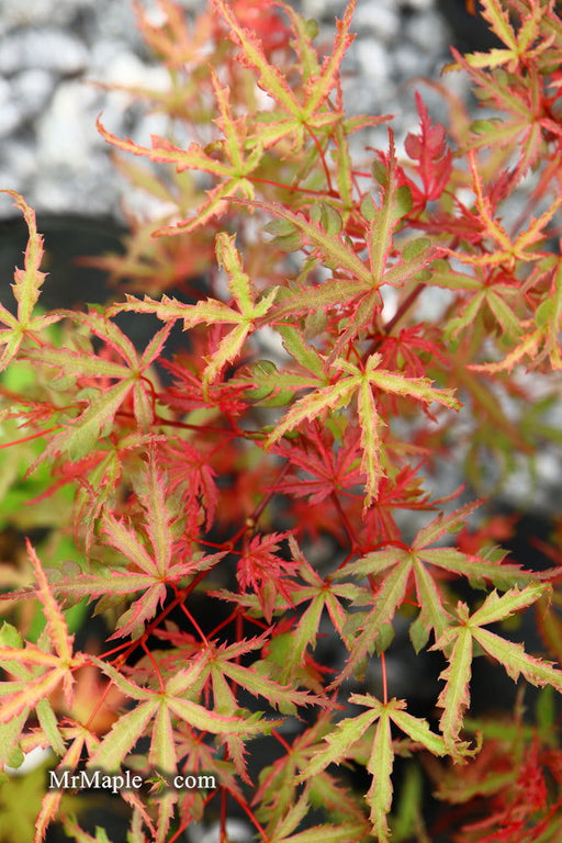 '- Acer palmatum 'Beni komachi' Japanese Maple - Mr Maple │ Buy Japanese Maple Trees