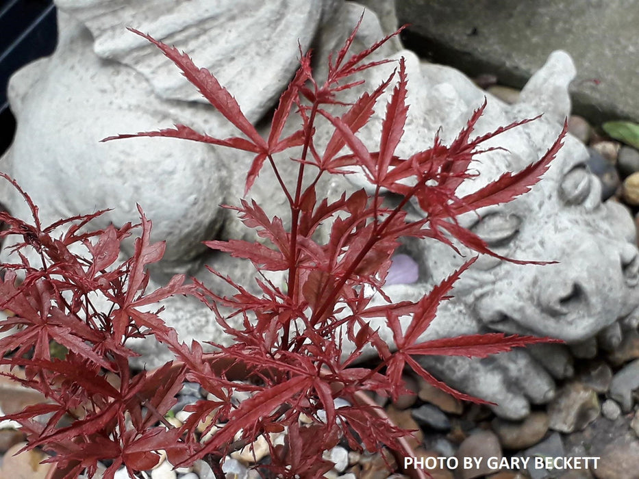 '- Acer palmatum 'Beni komachi' Japanese Maple - Mr Maple │ Buy Japanese Maple Trees