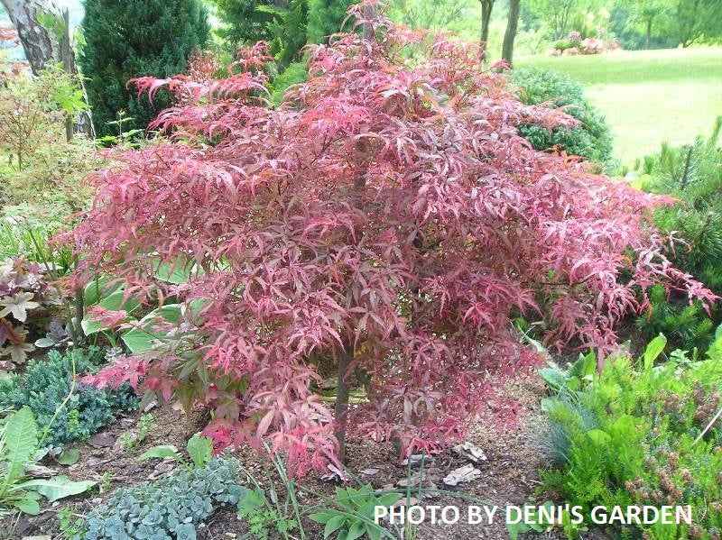 - Acer palmatum 'Beni komachi' Japanese Maple - Mr Maple │ Buy Japanese Maple Trees
