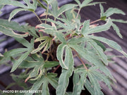 - Acer palmatum 'Beni komachi' Japanese Maple - Mr Maple │ Buy Japanese Maple Trees