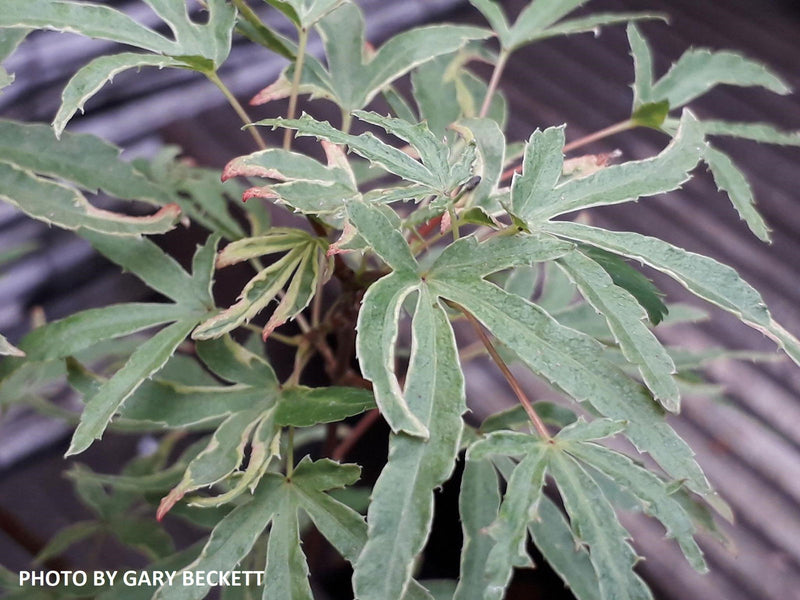 - Acer palmatum 'Beni komachi' Japanese Maple - Mr Maple │ Buy Japanese Maple Trees