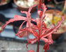 '- Acer palmatum 'Beni komachi' Japanese Maple - Mr Maple │ Buy Japanese Maple Trees