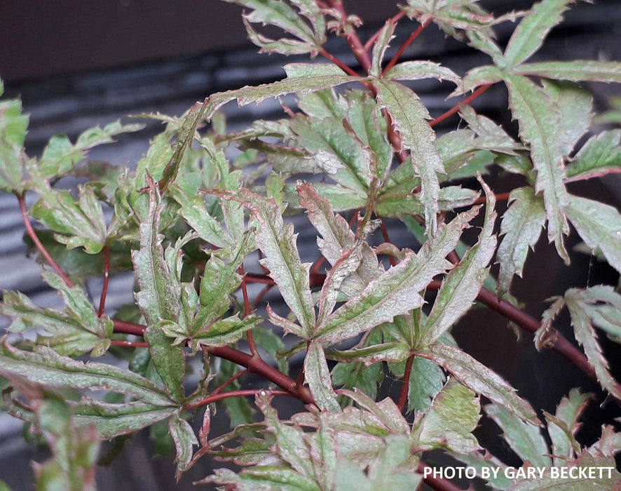 '- Acer palmatum 'Beni komachi' Japanese Maple - Mr Maple │ Buy Japanese Maple Trees