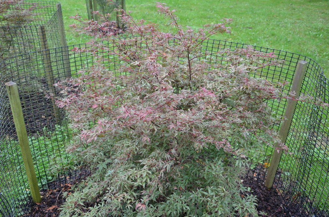 '- Acer palmatum 'Beni komachi' Japanese Maple - Mr Maple │ Buy Japanese Maple Trees