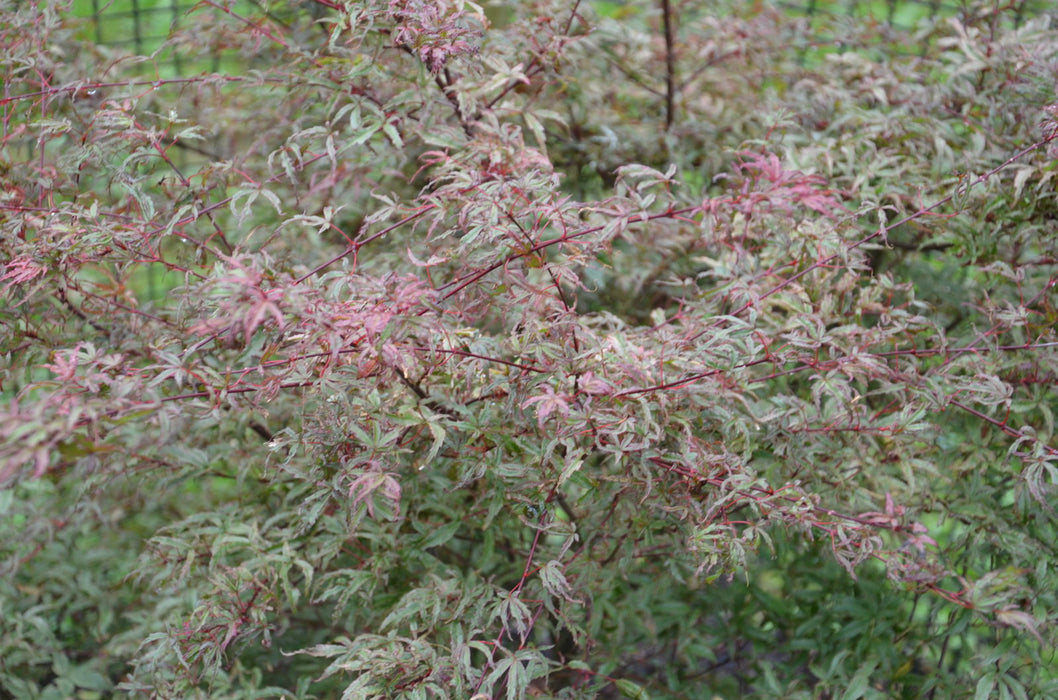 '- Acer palmatum 'Beni komachi' Japanese Maple - Mr Maple │ Buy Japanese Maple Trees