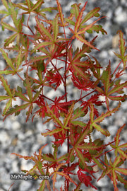 - Acer palmatum 'Beni komachi' Japanese Maple - Mr Maple │ Buy Japanese Maple Trees