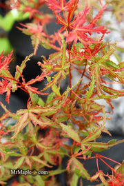 - Acer palmatum 'Beni komachi' Japanese Maple - Mr Maple │ Buy Japanese Maple Trees