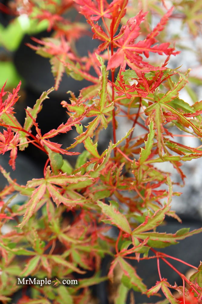 - Acer palmatum 'Beni komachi' Japanese Maple - Mr Maple │ Buy Japanese Maple Trees