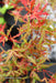 '- Acer palmatum 'Beni komachi' Japanese Maple - Mr Maple │ Buy Japanese Maple Trees